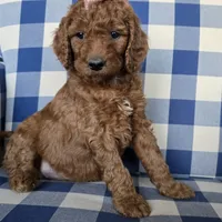 Posey, a female Goldendoodle for sale in Galt, MO – Photo 2 of 3