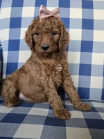 Posey, a female Goldendoodle for sale in Galt, MO – Photo 2 of 3
