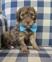 Austin, a male Miniature Bernedoodle for sale in Galt, MO – 1 of 3