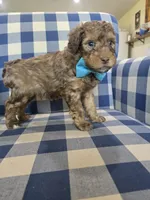 Austin, a male Miniature Bernedoodle for sale in Galt, MO – 3 of 3