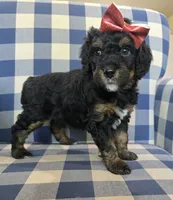 Aggie, a female Miniature Bernedoodle for sale in Galt, MO – 3 of 3