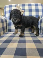 Abby, a female Miniature Bernedoodle for sale in Galt, MO – 3 of 3