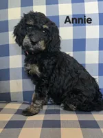Annie, a female Miniature Bernedoodle for sale in Galt, MO – 2 of 3