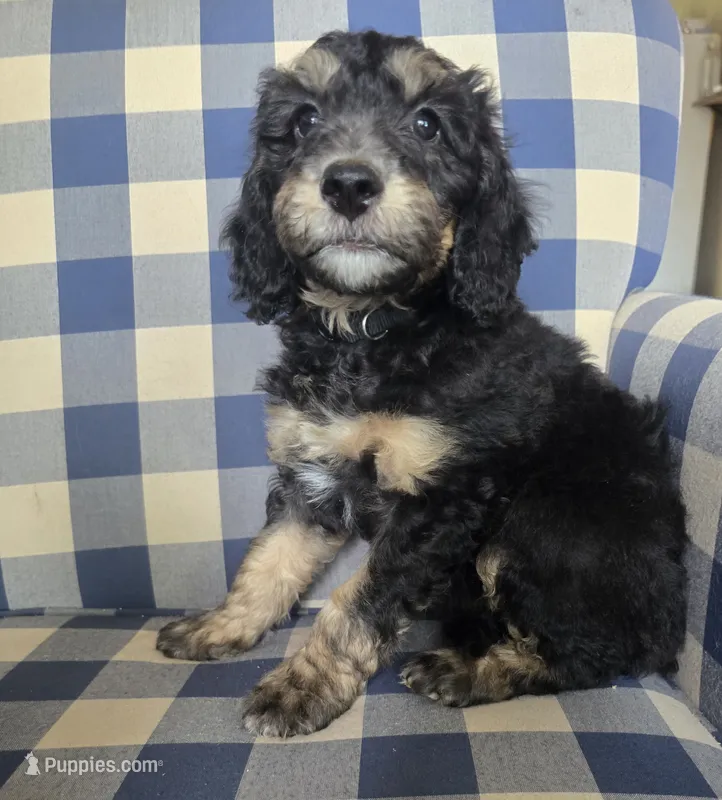 Adam – Miniature Bernedoodle puppy for sale in Galt, MO