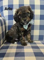 Arlo, a male Miniature Bernedoodle for sale in Galt, MO – 3 of 3