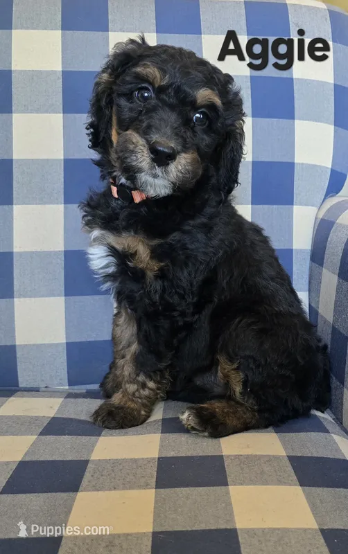 Aggie – Miniature Bernedoodle puppy for sale in Galt, MO