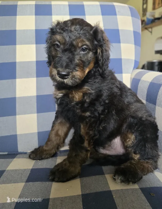 Archie – Miniature Bernedoodle puppy for sale in Galt, MO