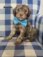 Austin, a male Miniature Bernedoodle for sale in Galt, MO – 2 of 3