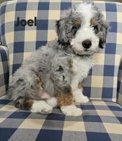 Joel, a male Miniature Bernedoodle for sale in Galt, MO – 2 of 2