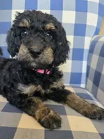 Annie, a female Miniature Bernedoodle for sale in Galt, MO – 3 of 3