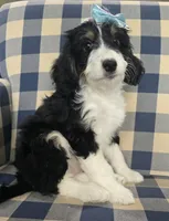 Joy, a female Miniature Bernedoodle for sale in Galt, MO – 2 of 2