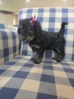 Annie, a female Miniature Bernedoodle for sale in Galt, MO – 3 of 3