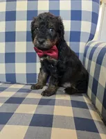 Archie, a male Miniature Bernedoodle for sale in Galt, MO – 3 of 3