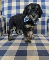 Adam, a male Miniature Bernedoodle for sale in Galt, MO – 3 of 3