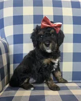 Aggie, a female Miniature Bernedoodle for sale in Galt, MO – 2 of 3