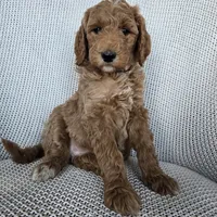 Penny, a female Goldendoodle for sale in Galt, MO – Photo 2 of 3
