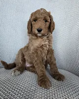 Penny, a female Goldendoodle for sale in Galt, MO – Photo 2 of 3