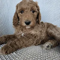 Penny, a female Goldendoodle for sale in Galt, MO – Photo 3 of 3