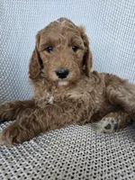 Penny, a female Goldendoodle for sale in Galt, MO – Photo 3 of 3