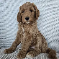 Penny, a female Goldendoodle for sale in Galt, MO – Photo 1 of 3