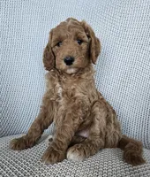 Penny, a female Goldendoodle for sale in Galt, MO – Photo 1 of 3