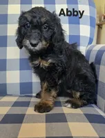 Abby, a female Bernedoodle and Miniature Bernedoodle for sale in Galt, MO – 2 of 3