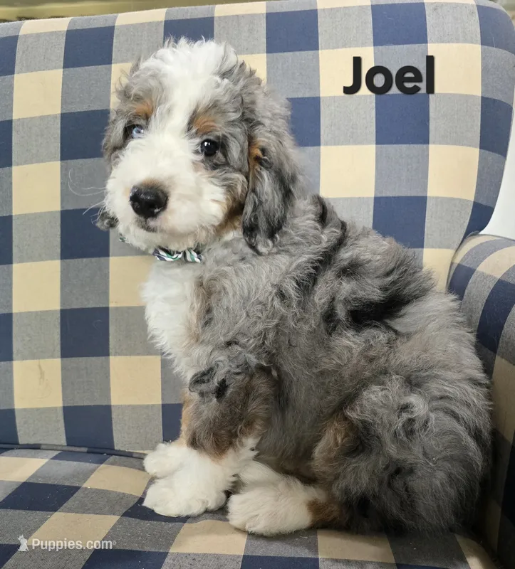Joel, a male Miniature Bernedoodle for sale in Galt, MO – 1 of 2