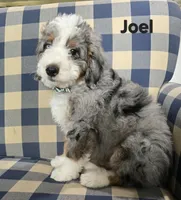 Joel, a male Miniature Bernedoodle for sale in Galt, MO – 1 of 2