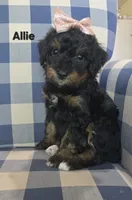 Allie, a female Miniature Bernedoodle for sale in Galt, MO – 2 of 3