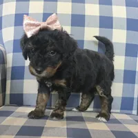 Allie, a female Miniature Bernedoodle for sale in Galt, MO – 3 of 3