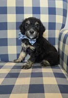 Adam, a male Miniature Bernedoodle for sale in Galt, MO – 2 of 3