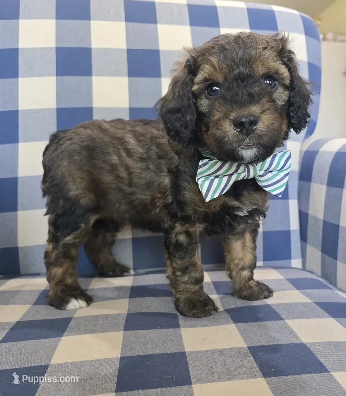 Arlo – Miniature Bernedoodle puppy for sale in Galt, MO