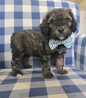 Arlo, a male Miniature Bernedoodle for sale in Galt, MO – 1 of 3