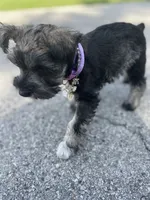 Daisy, a female Miniature Schnauzer for sale in Anthony, FL – 2 of 8