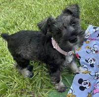 Daisy, a female Miniature Schnauzer for sale in Anthony, FL – 4 of 8