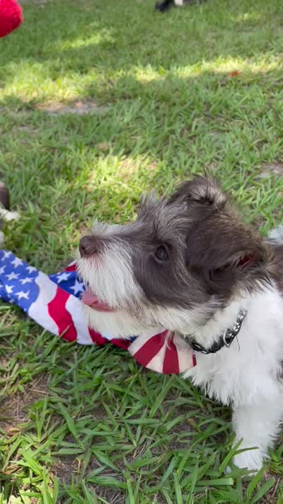 Woody, a male Miniature Schnauzer for sale in Anthony, FL – 6 of 9