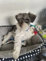 Buzz, a male Miniature Schnauzer for sale in Anthony, FL – 4 of 9