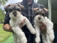 Woody, a male Miniature Schnauzer for sale in Anthony, FL – 4 of 9