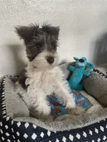 Woody, a male Miniature Schnauzer for sale in Anthony, FL – 8 of 9