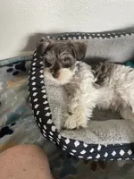 Buzz, a male Miniature Schnauzer for sale in Anthony, FL – 2 of 9
