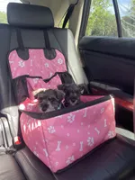 Daisy, a female Miniature Schnauzer for sale in Anthony, FL – 8 of 8