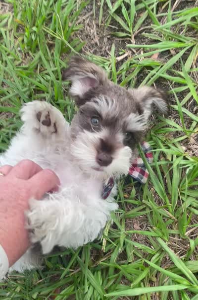 Buzz, a male Miniature Schnauzer for sale in Anthony, FL – 9 of 9