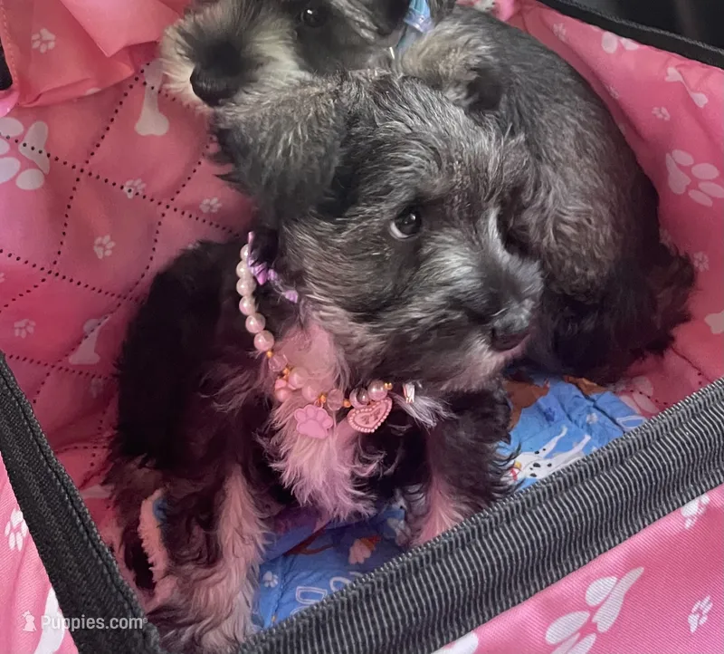 Daisy – Miniature Schnauzer puppy for sale in Anthony, FL