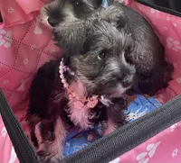Daisy, a female Miniature Schnauzer for sale in Anthony, FL – 1 of 8