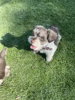 Buzz, a male Miniature Schnauzer for sale in Anthony, FL – 8 of 9