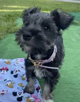 Daisy, a female Miniature Schnauzer for sale in Anthony, FL – 5 of 8