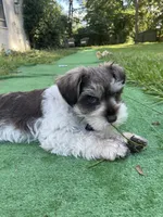 Buzz, a male Miniature Schnauzer for sale in Anthony, FL – 5 of 9