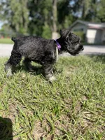 Daisy, a female Miniature Schnauzer for sale in Anthony, FL – 6 of 8