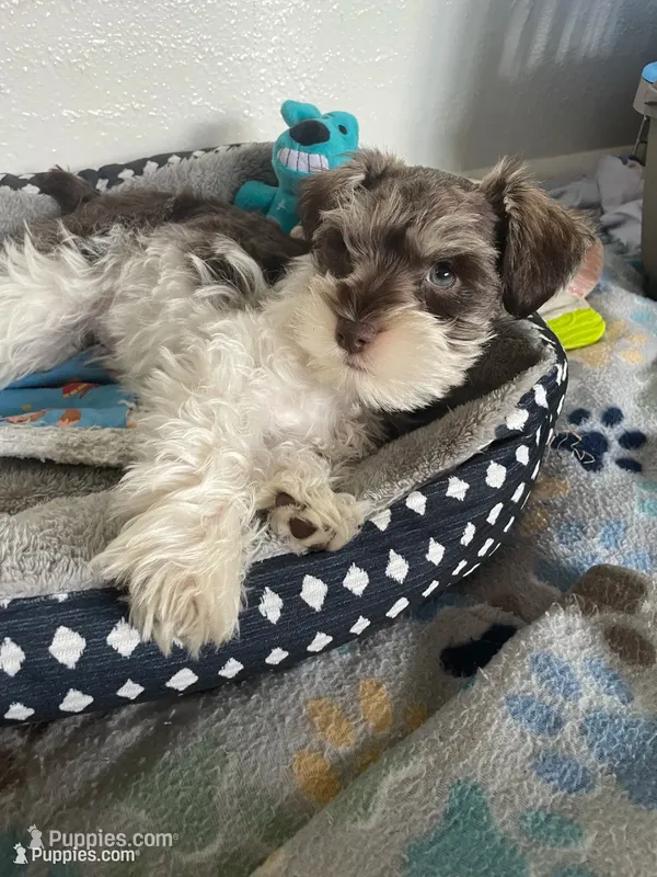 Buzz – Miniature Schnauzer puppy for sale in Anthony, FL