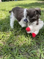 Woody, a male Miniature Schnauzer for sale in Anthony, FL – 7 of 9